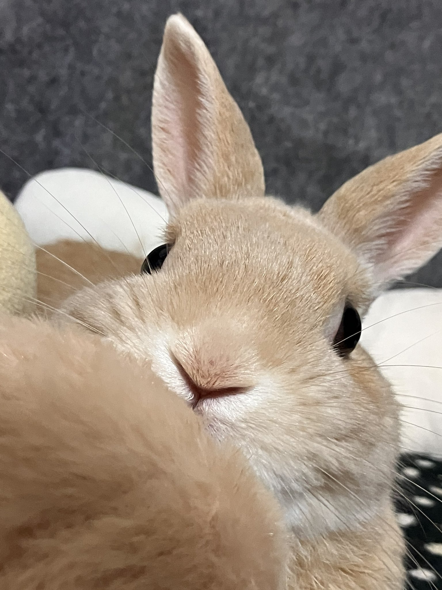 [잡담] 김도영: 아직 괜찮지? ㅎㅎ | 인스티즈