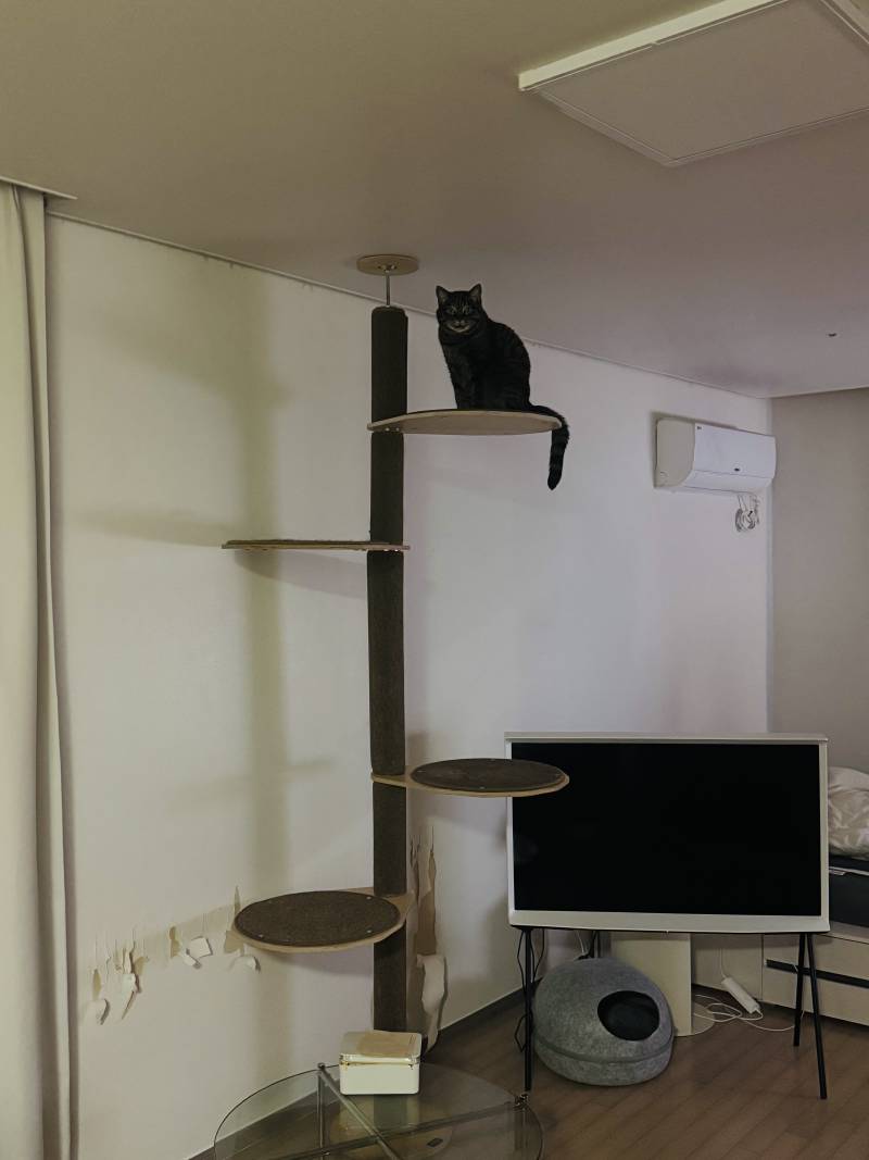 [잡담] 우리집 고양이 너무 근엄하게 위에서 쳐다봐 | 인스티즈