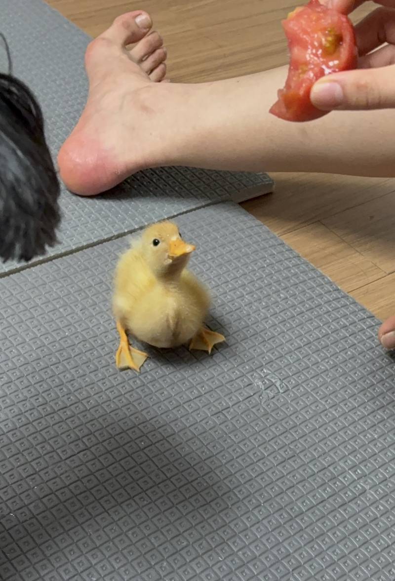 [잡담] 오리 하품하는거 볼래??? | 인스티즈