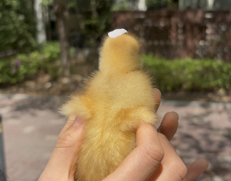 [잡담] 오리 하품하는거 볼래??? | 인스티즈