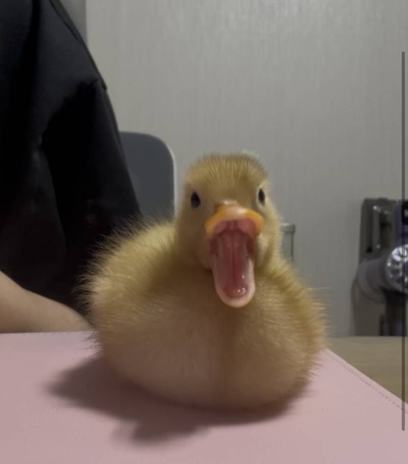 [잡담] 오리 하품하는거 볼래??? | 인스티즈