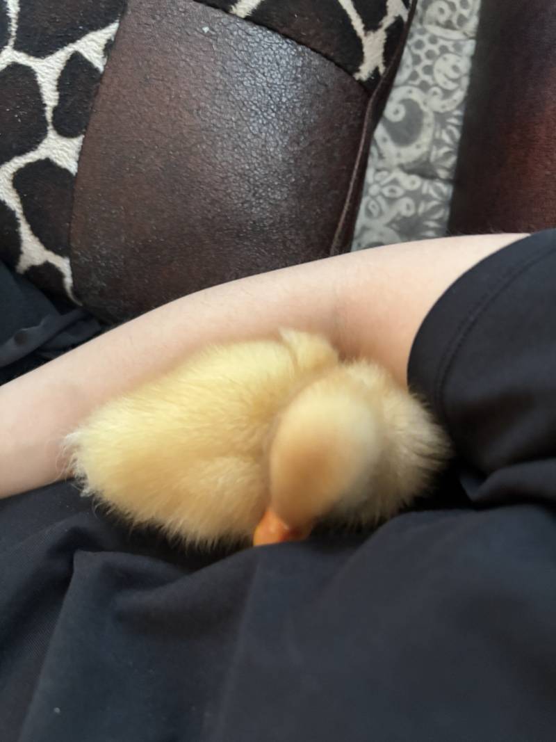 [잡담] 오리 하품하는거 볼래??? | 인스티즈