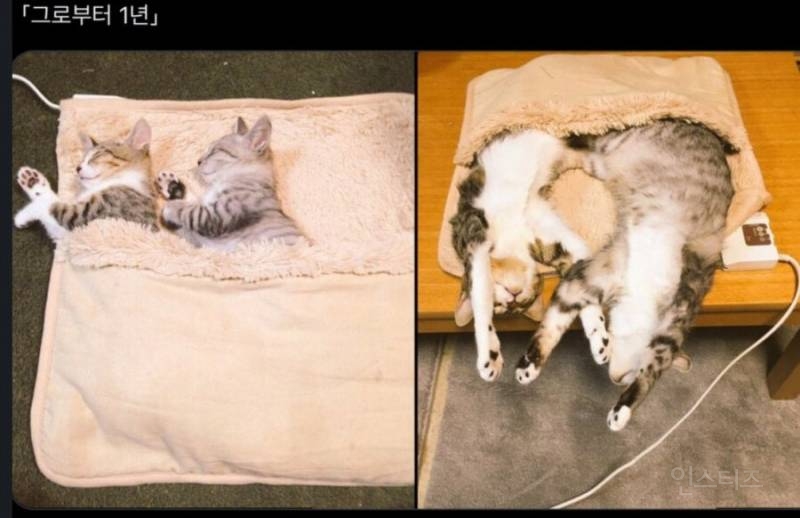 같이 자던 고양이 1년 동안 변화 | 인스티즈