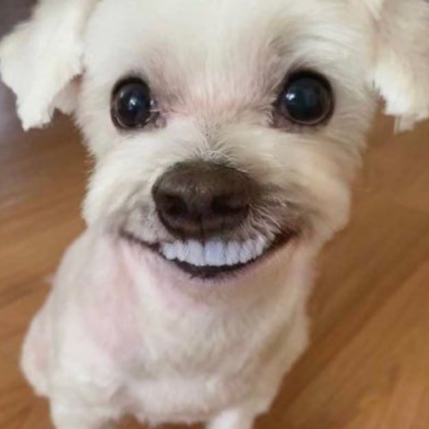 [잡담] 보넥도 운학, 위시 사쿠야 닮은 해외 집 사진 | 인스티즈