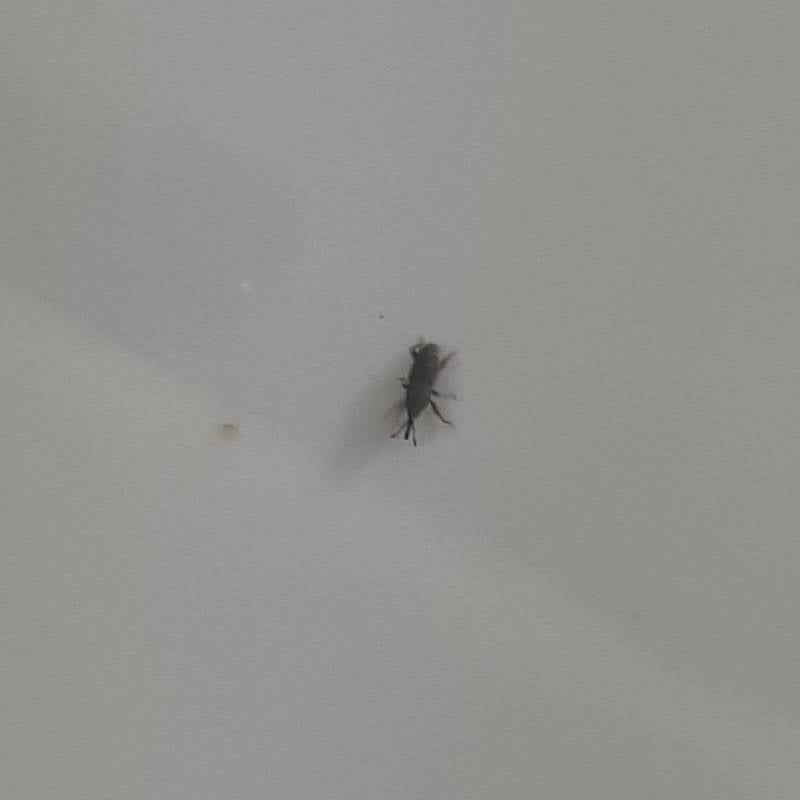 [잡담] 요즘 집에서 이 벌레가 계속보이는데 이거 바퀴벌레야???쌀벌레같아보이긴하는데...ㅎㅇㅈㅇ | 인스티즈