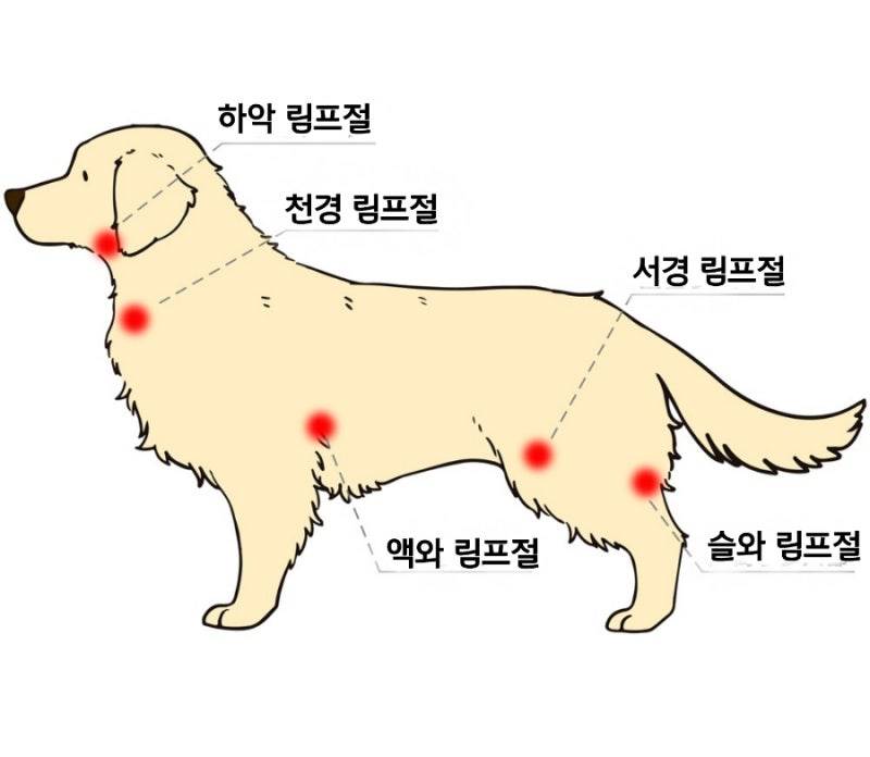 [잡담] 푸들 키우는 익? | 인스티즈