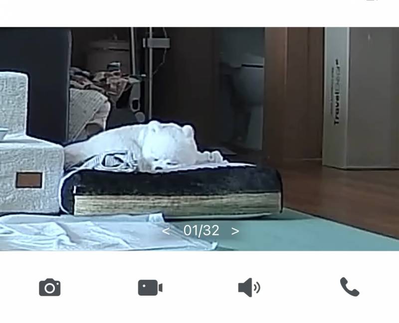 [잡담] 우리집 강아지도 개꿀잠자고잇노 | 인스티즈