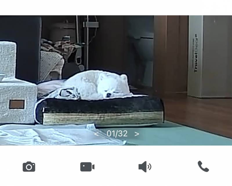 [잡담] 우리집 강아지도 개꿀잠자고잇노 | 인스티즈