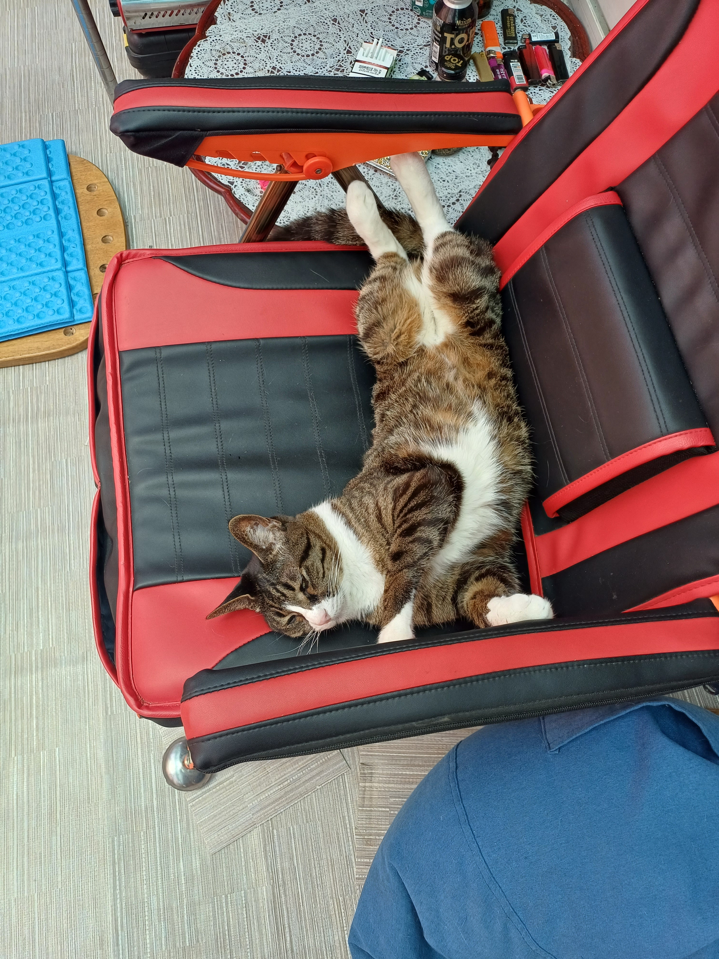 [잡담] 울집 고양이 자는자세 가관임ㅋㅋ | 인스티즈