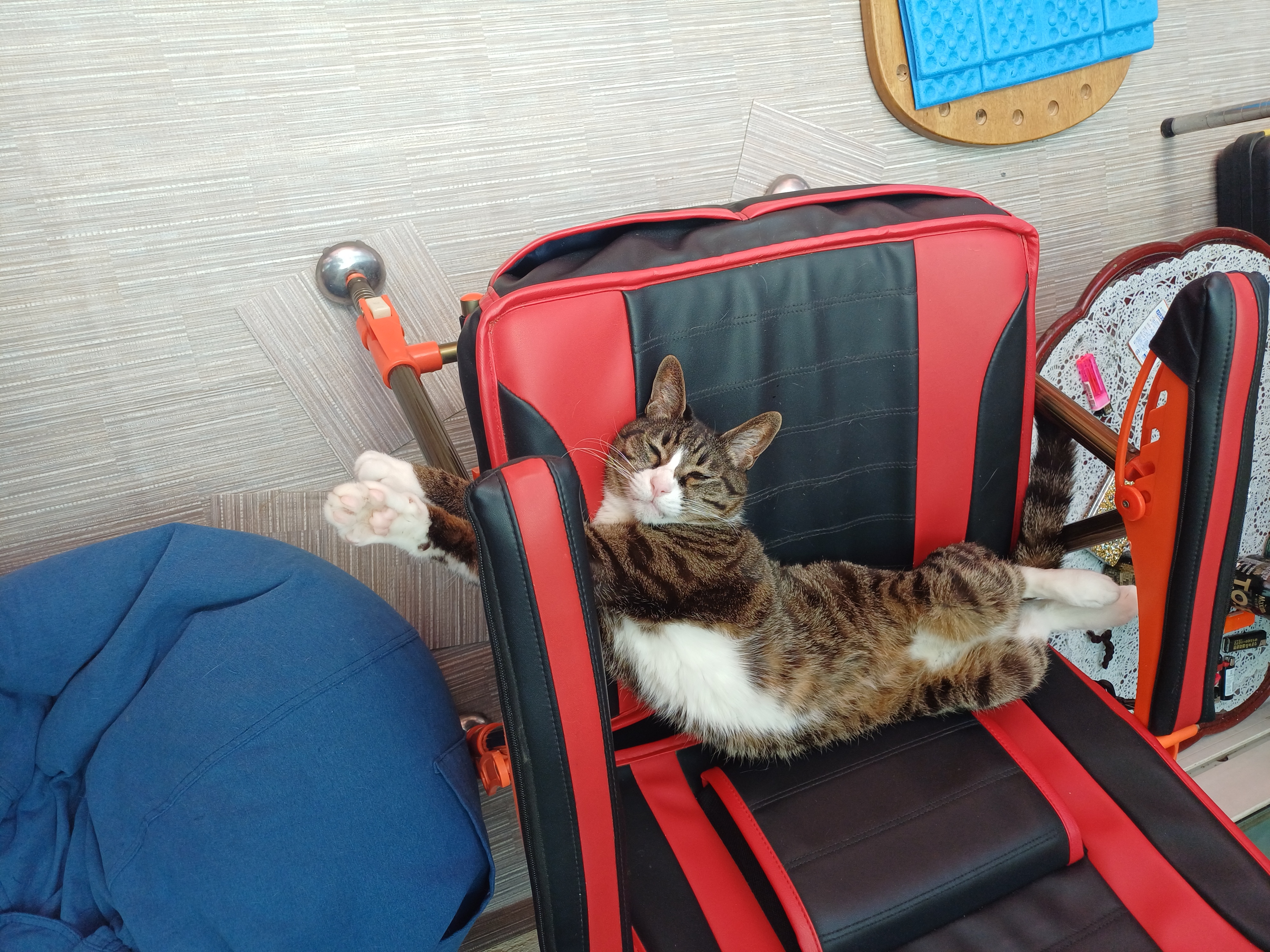 [잡담] 울집 고양이 자는자세 가관임ㅋㅋ | 인스티즈