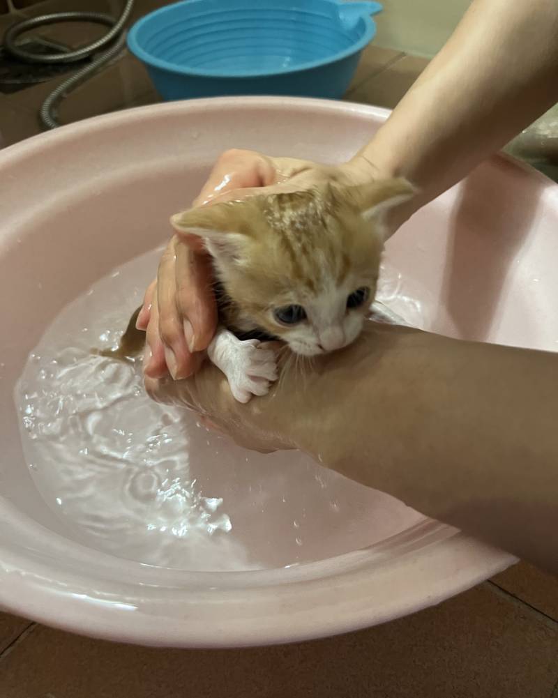 [잡담] 아기고양이 목욕하는거 볼사람 | 인스티즈
