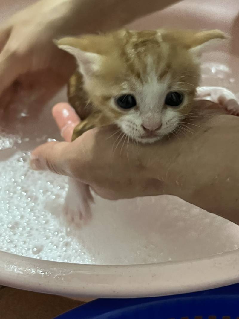 [잡담] 아기고양이 목욕하는거 볼사람 | 인스티즈