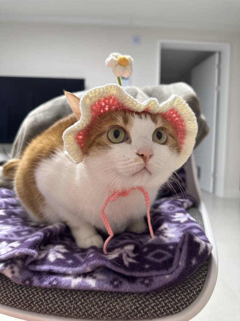 [잡담] 모자쓴 고양이 볼래? | 인스티즈