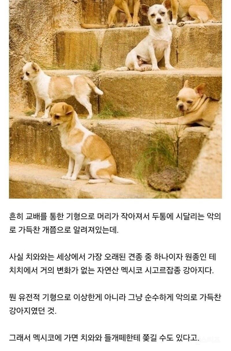 치외와에 대한 오해 | 인스티즈