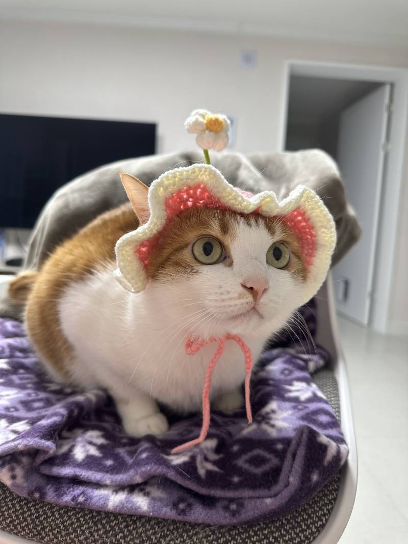 [잡담] 모자쓴 고양이 볼래? | 인스티즈
