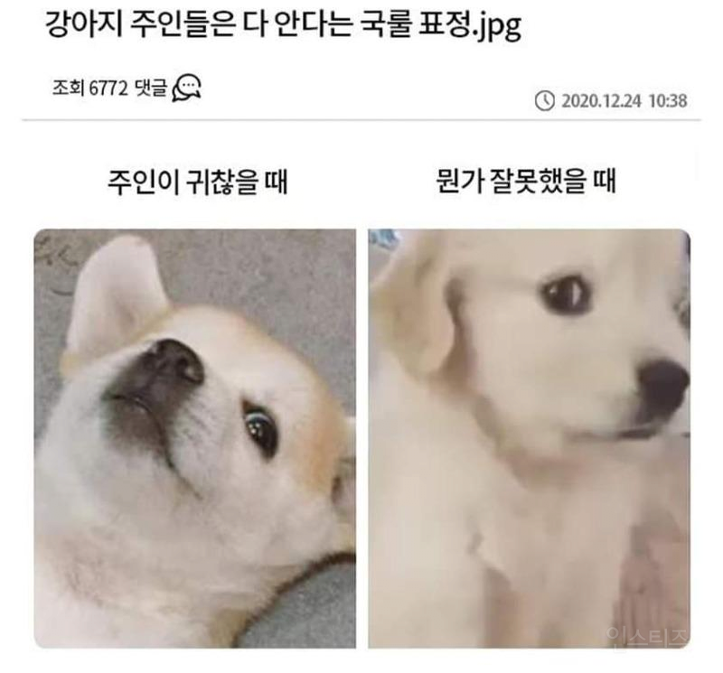 강아지 표정 국룰 | 인스티즈