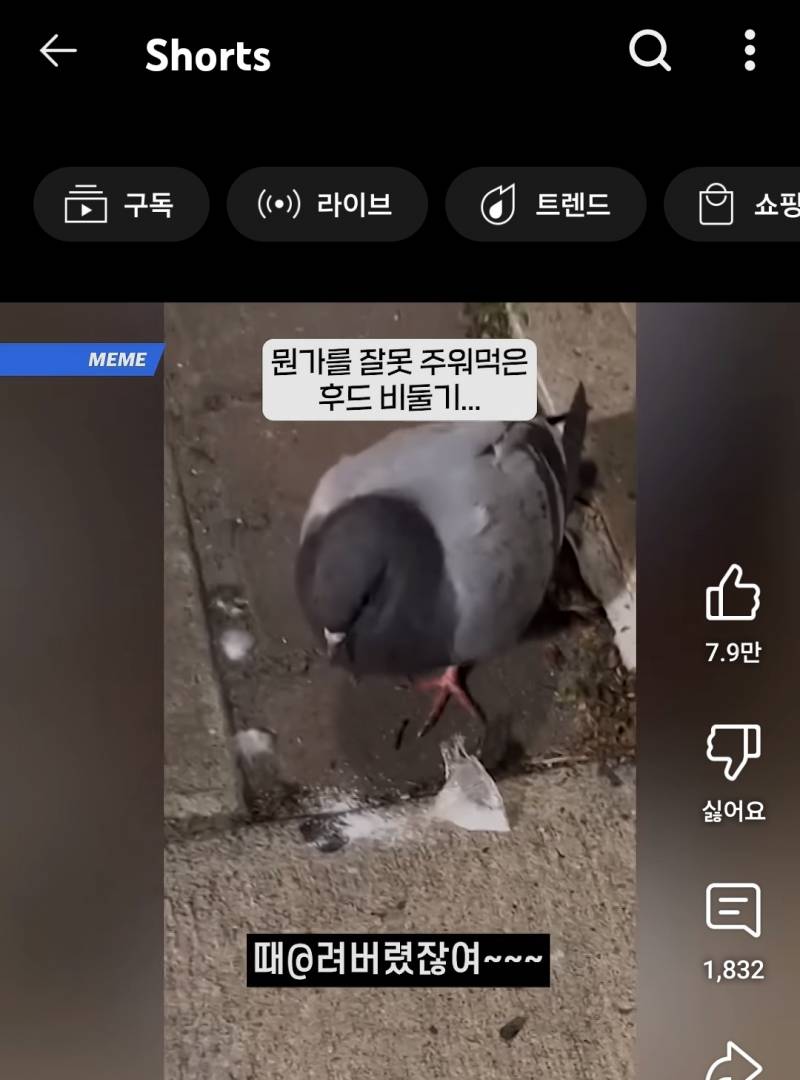 [잡담] 미국은 비둘기가 마약 주워먹을정도로 심각해..? | 인스티즈