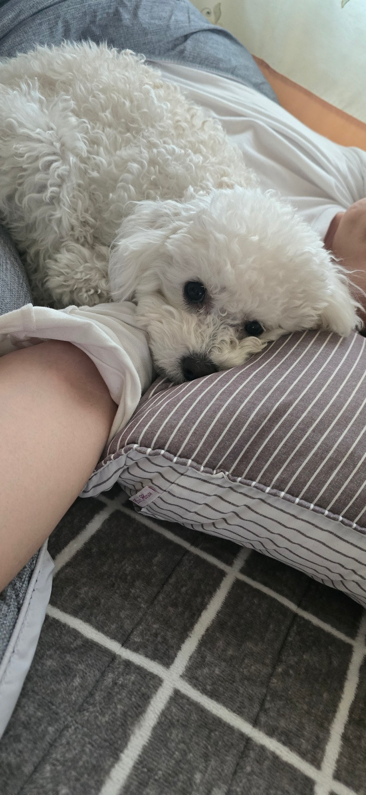 [잡담] 진짜 귀여운 강아지 볼 사람 (진짜 강아지 말하는 거 ㅇㅇ) | 인스티즈