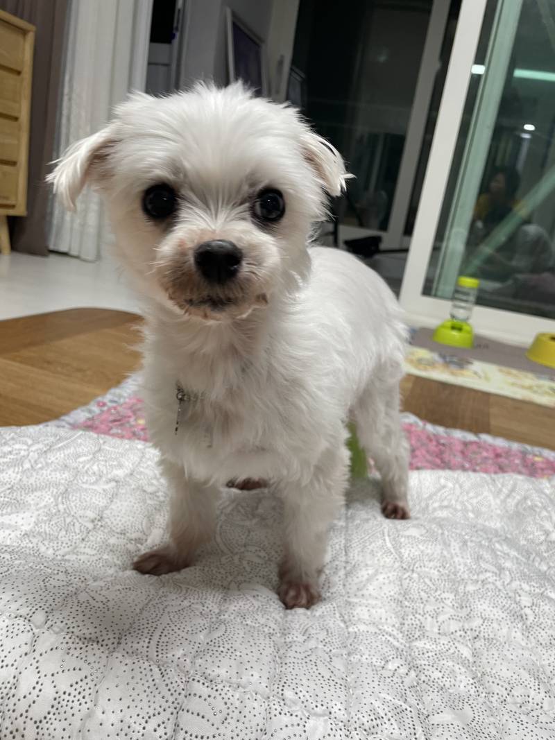 [잡담] 우리 강아지 볼래 | 인스티즈