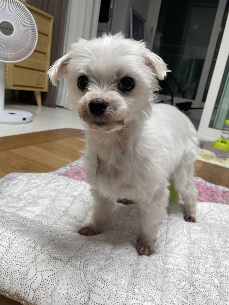 [잡담] 우리 강아지 볼래 | 인스티즈