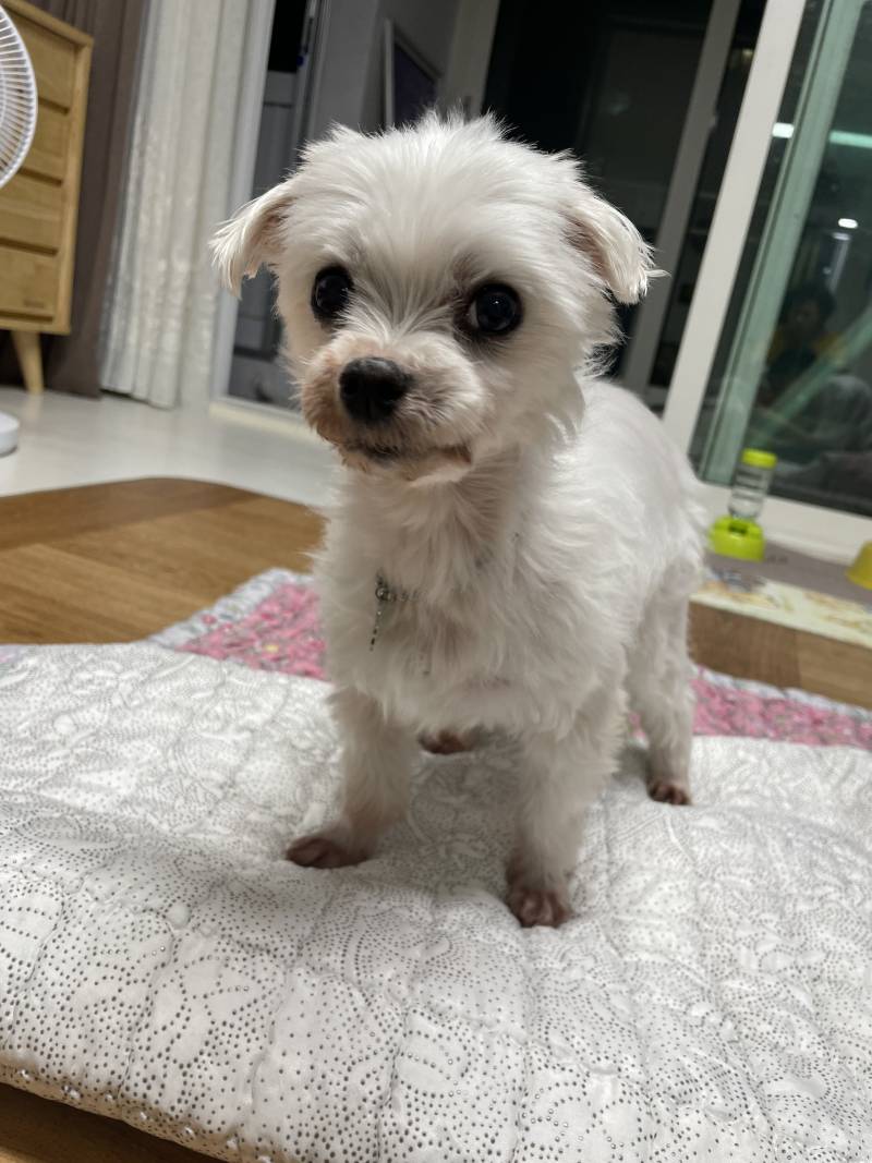 [잡담] 우리 강아지 볼래 | 인스티즈