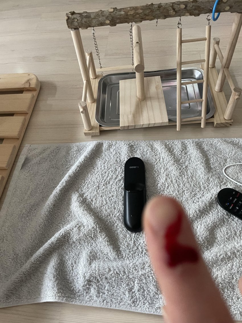 [잡담] 앵무새 키우는거 정말 난이도 진짜너무높다 너무힘들다 | 인스티즈