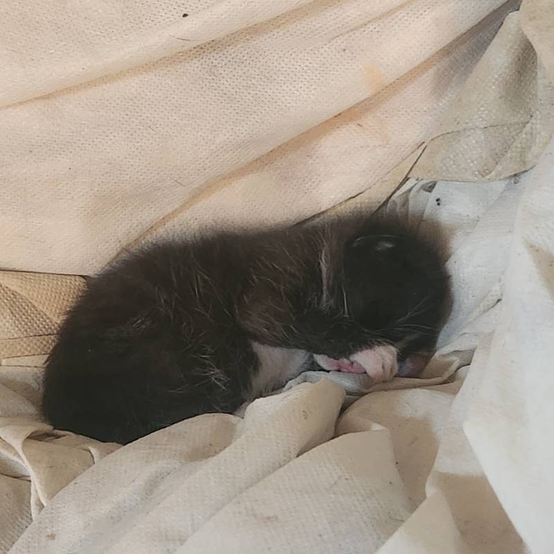 [잡담] 잠자는 아기고양이🐱🐱🐱 | 인스티즈