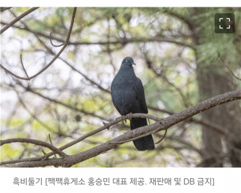 [잡담] 고등학생이 울산에서 멸종위기 조류 발견… | 인스티즈