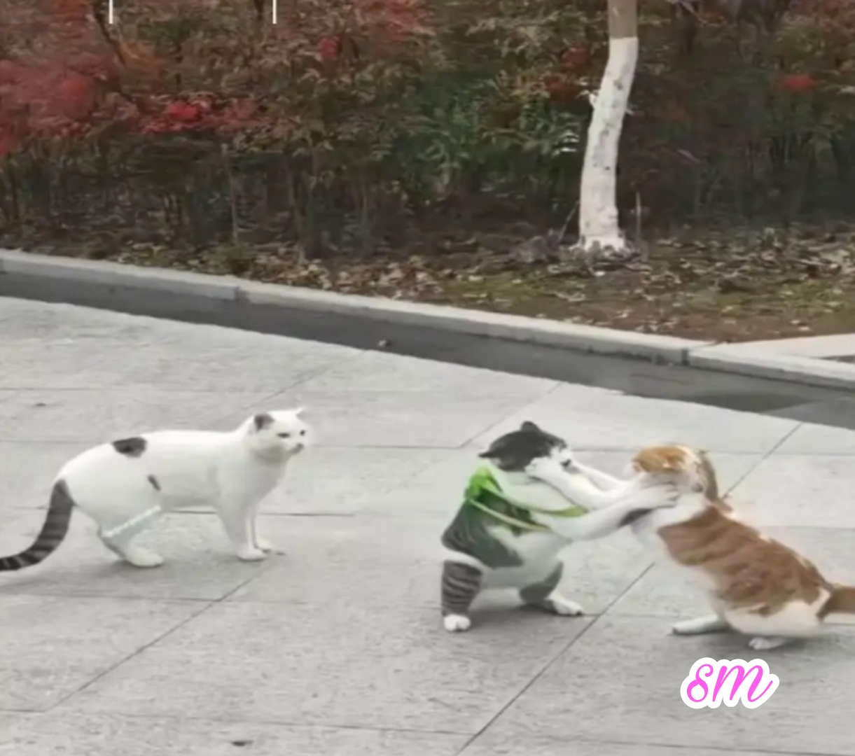 [잡담] 라이즈 보고싶어서 구라안치고 잠이안옴 | 인스티즈