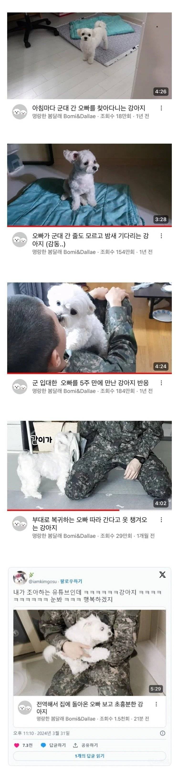 군대간 오빠를 매일 기다리던 강아지.jpg | 인스티즈