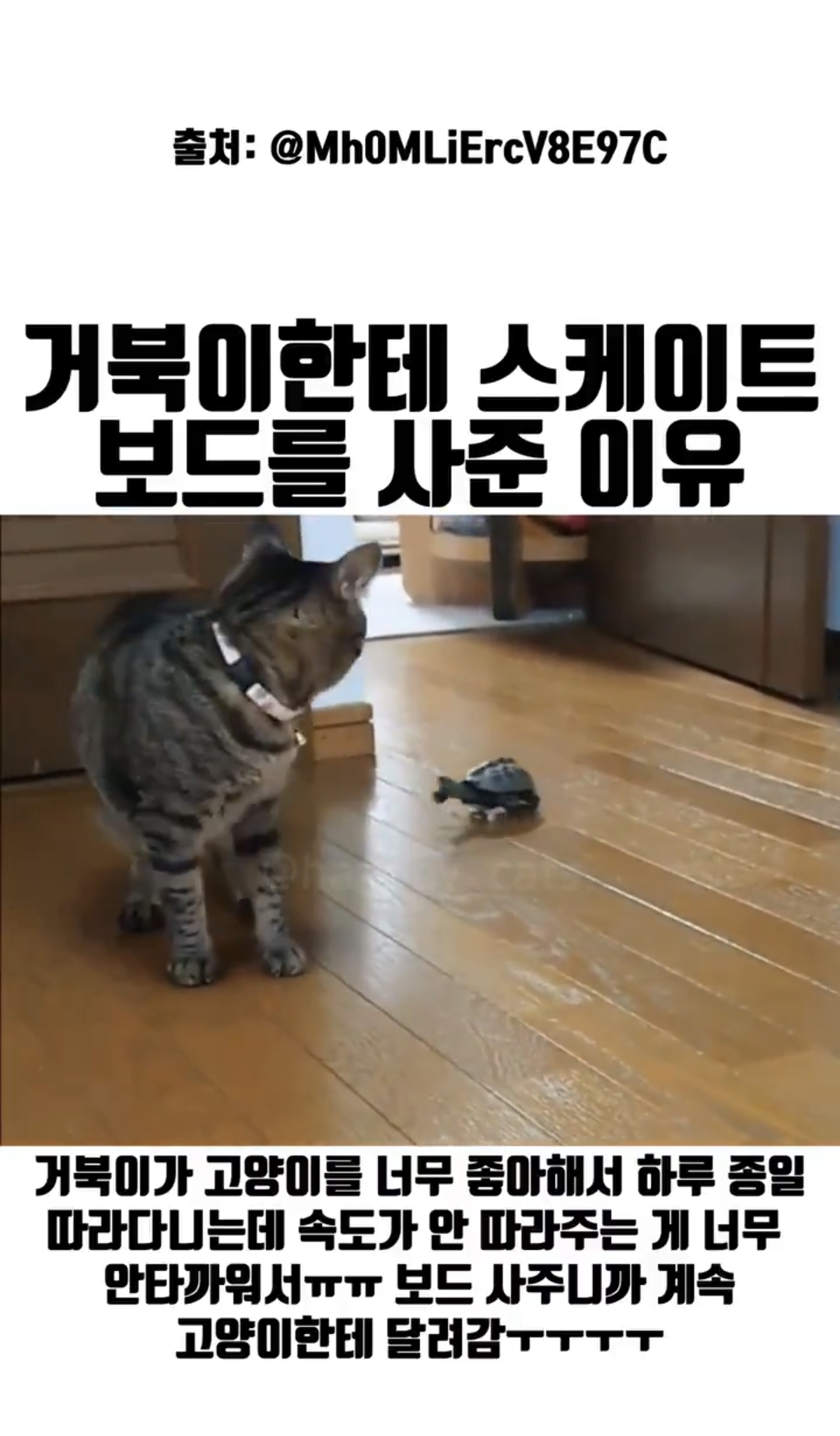 [잡담] 동물좋아하는 익들아 이거 보고 힐링해 | 인스티즈