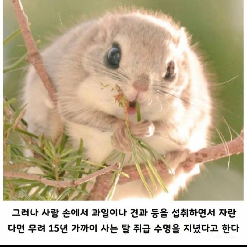 사람이 키우면 수명이 늘어나는 동물.jpg | 인스티즈