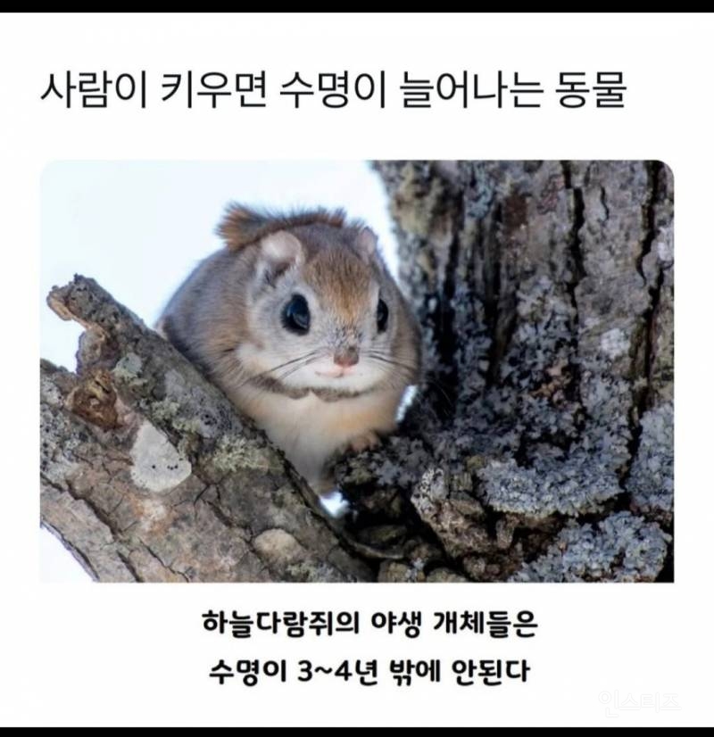 사람이 키우면 수명이 늘어나는 동물.jpg | 인스티즈