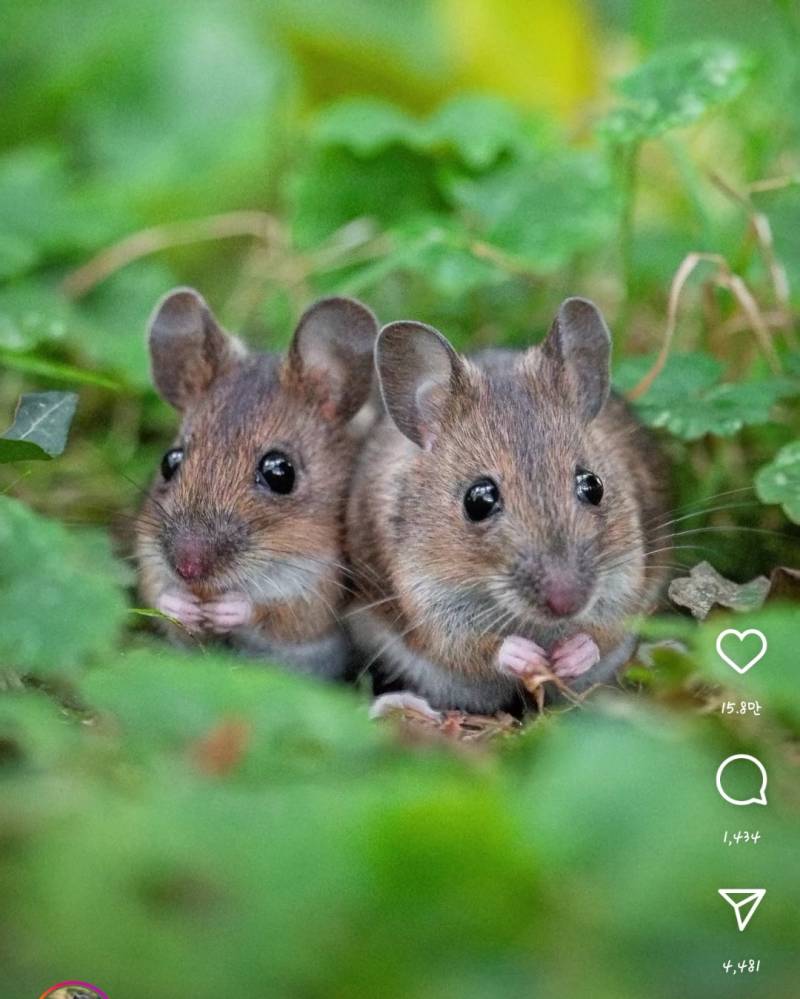 [잡담] 꼬리가 안 보여서 그런가 귀엽네 🐁 | 인스티즈