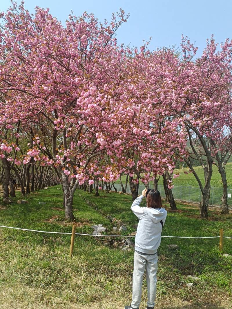 [잡담] 전에 꽃구경 갔을때 엄마가 나 찍어놨넿ㅎㅎㅎㅎㅎㅎ | 인스티즈