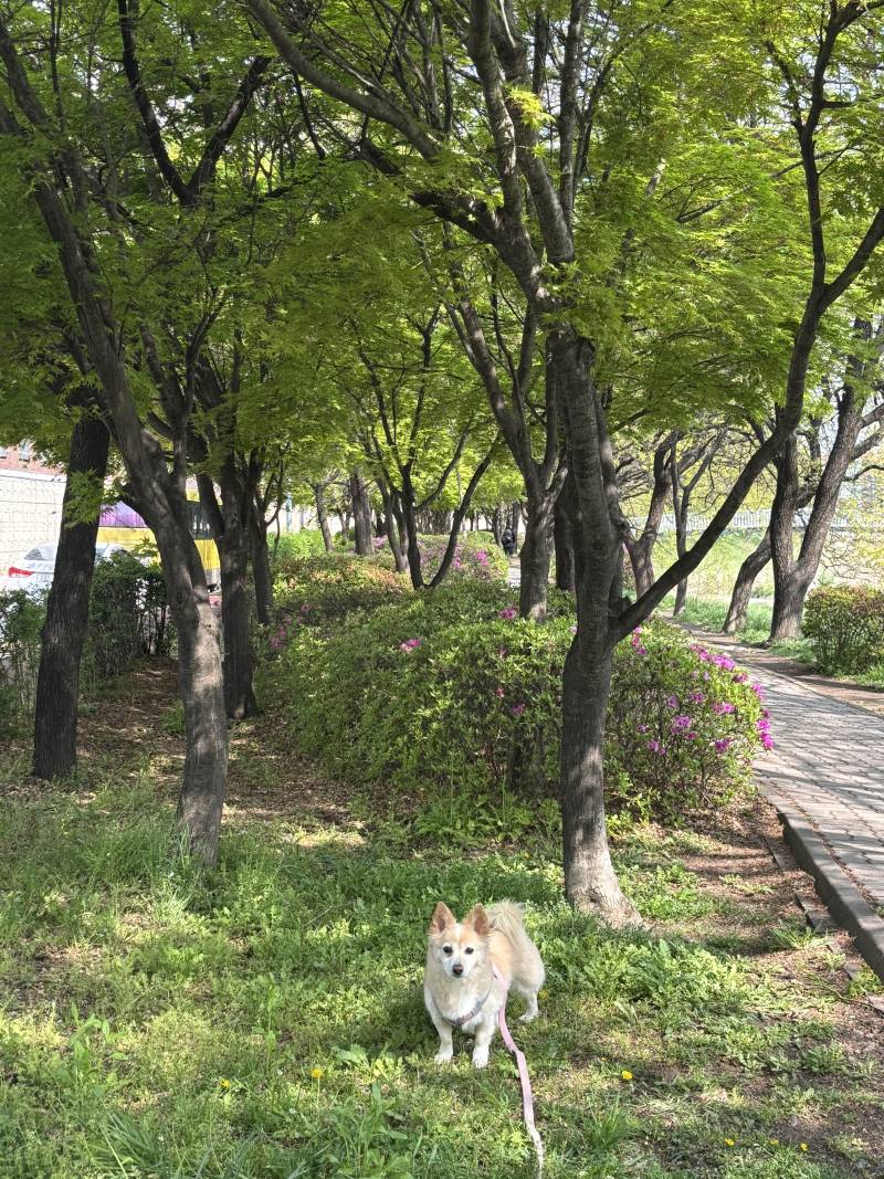 [잡담] 다이소에 강쥐옷 2XL가 있네 ,, ?? | 인스티즈