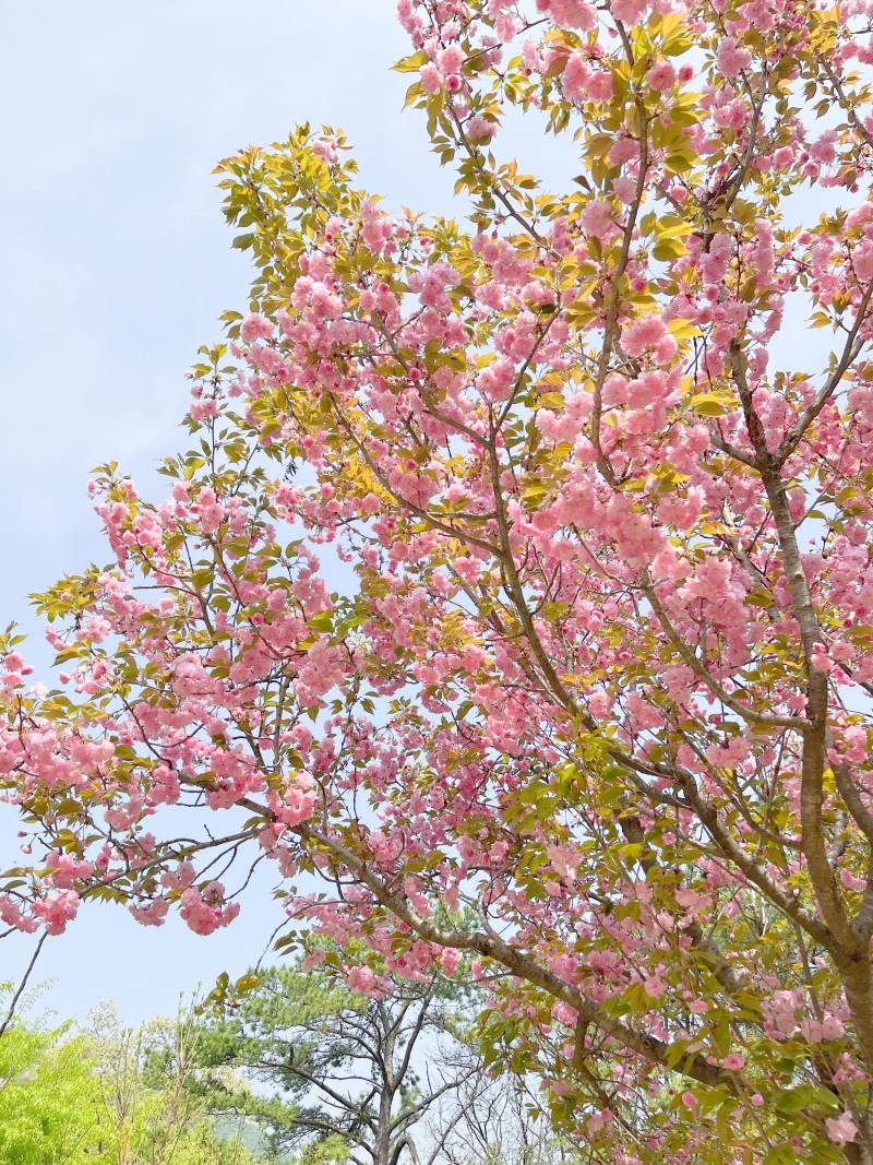 [잡담] 어제 산책 갔다가 만난 꽃🩷🌸 | 인스티즈
