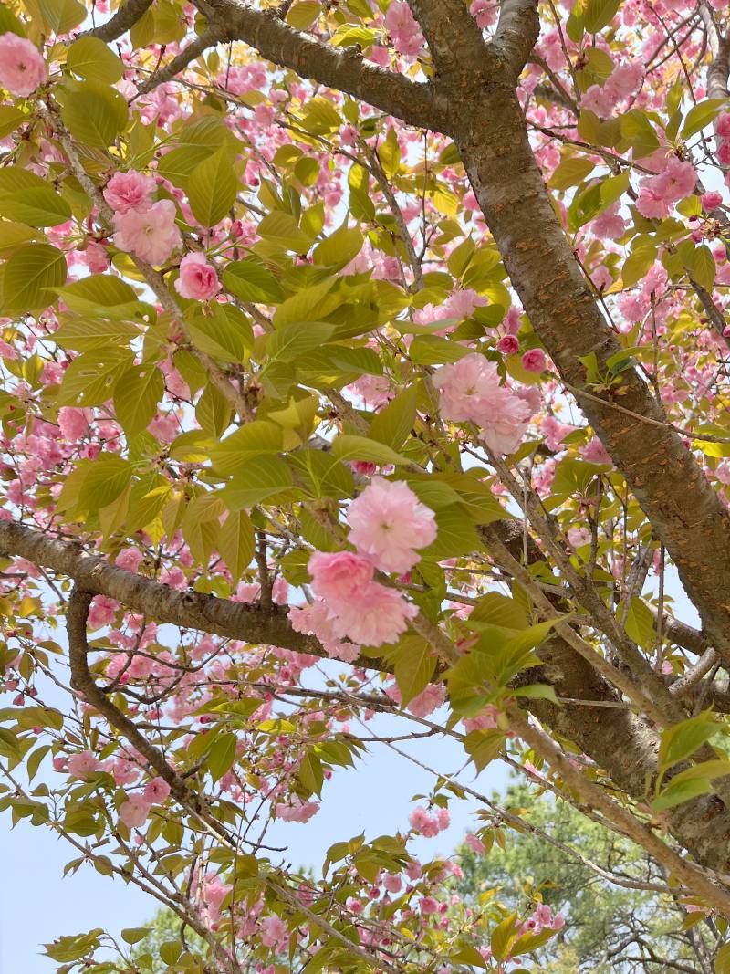 [잡담] 어제 산책 갔다가 만난 꽃🩷🌸 | 인스티즈