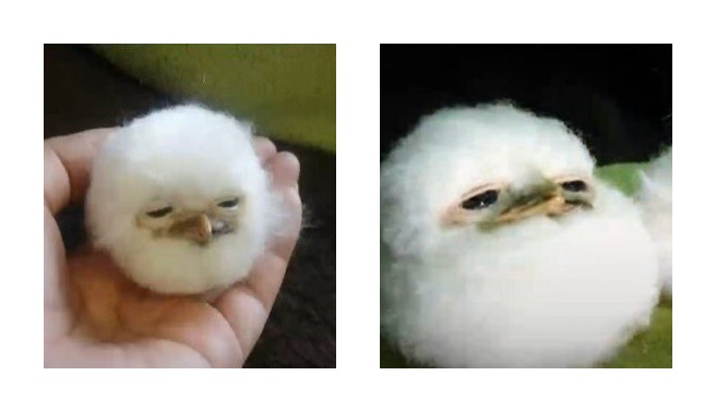 [잡담] 원빈 모에화 이거 왤케 웃기고 귀엽지 ㅠㅋㅋㅋㅋㅋ | 인스티즈