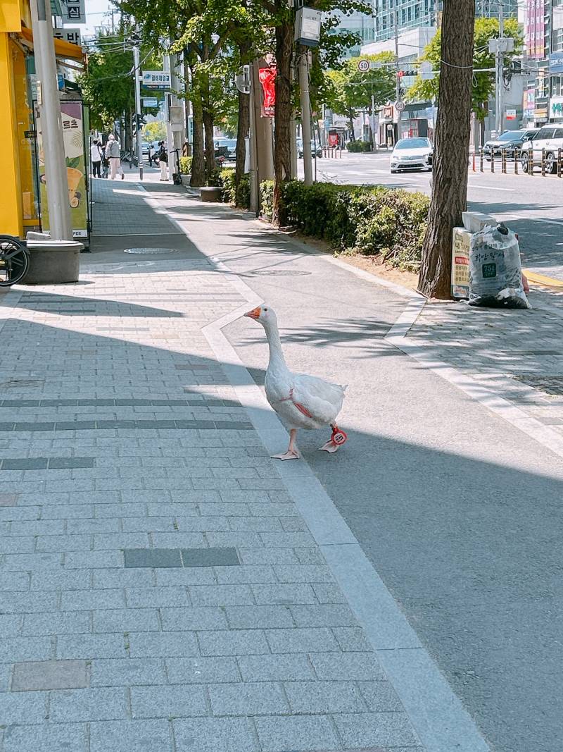 [잡담] ??길거리에 거위가 있는데? | 인스티즈