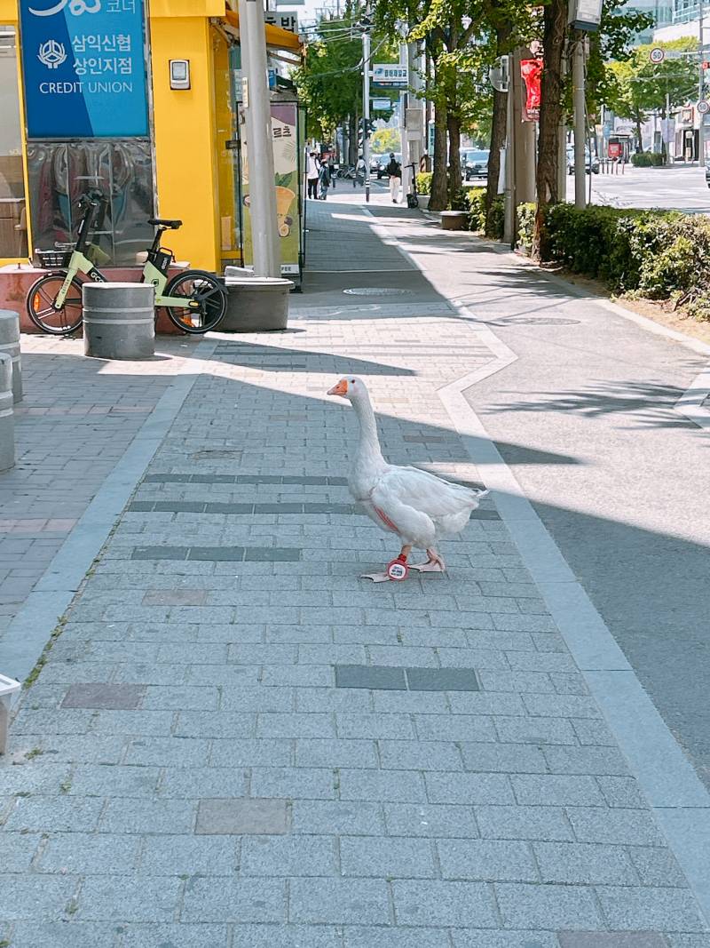 [잡담] ??길거리에 거위가 있는데? | 인스티즈