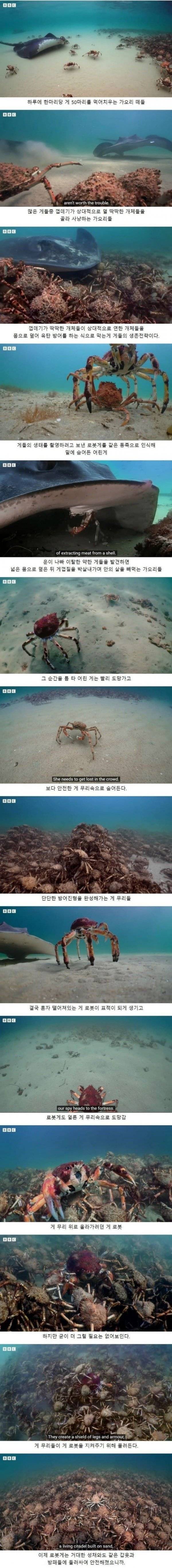 하루에 게 50마리를 먹어치운다는 가오리 떼들.jpg | 인스티즈