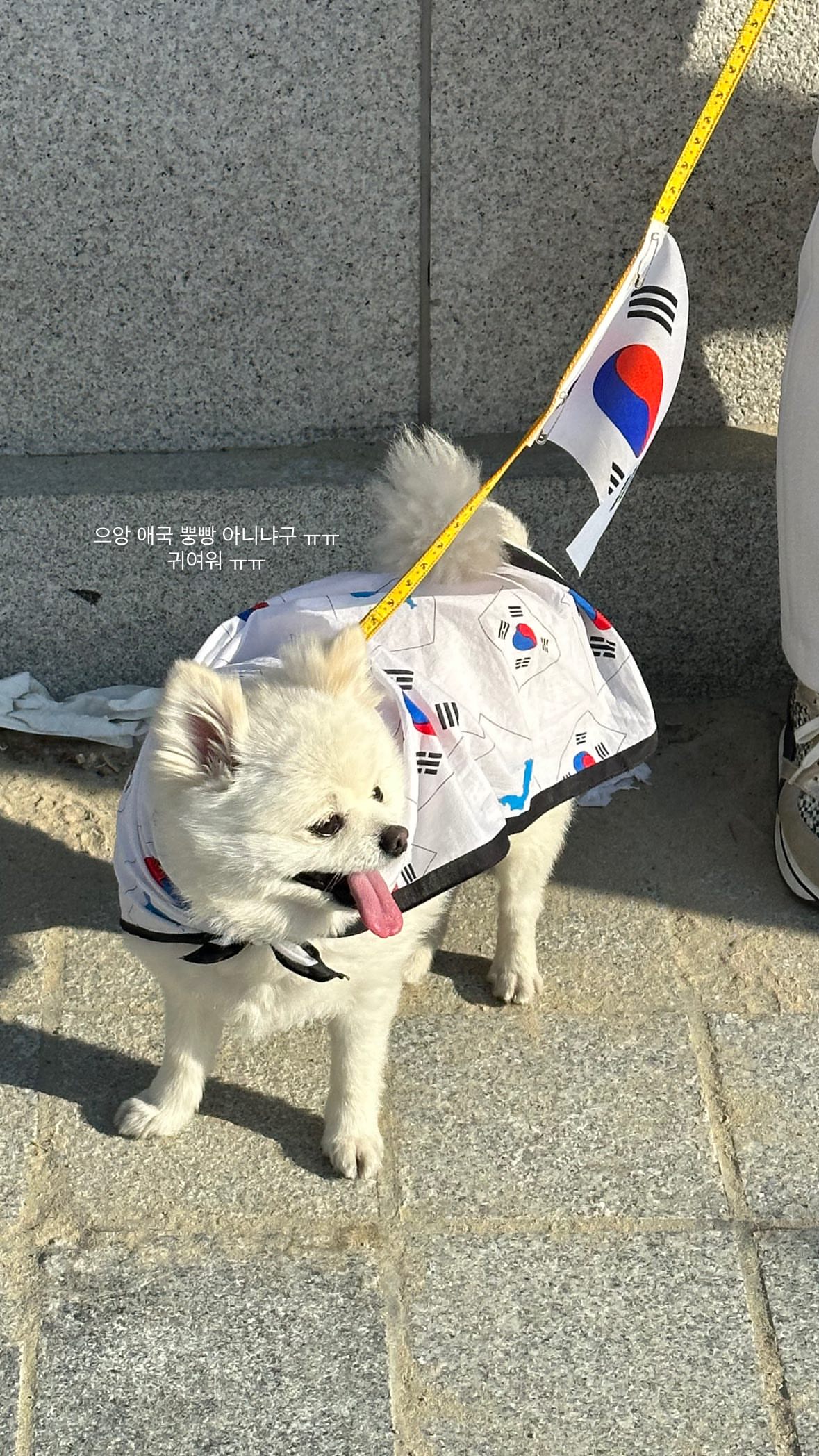 [잡담] 강아지 귀여운거봐ㅠㅠ | 인스티즈