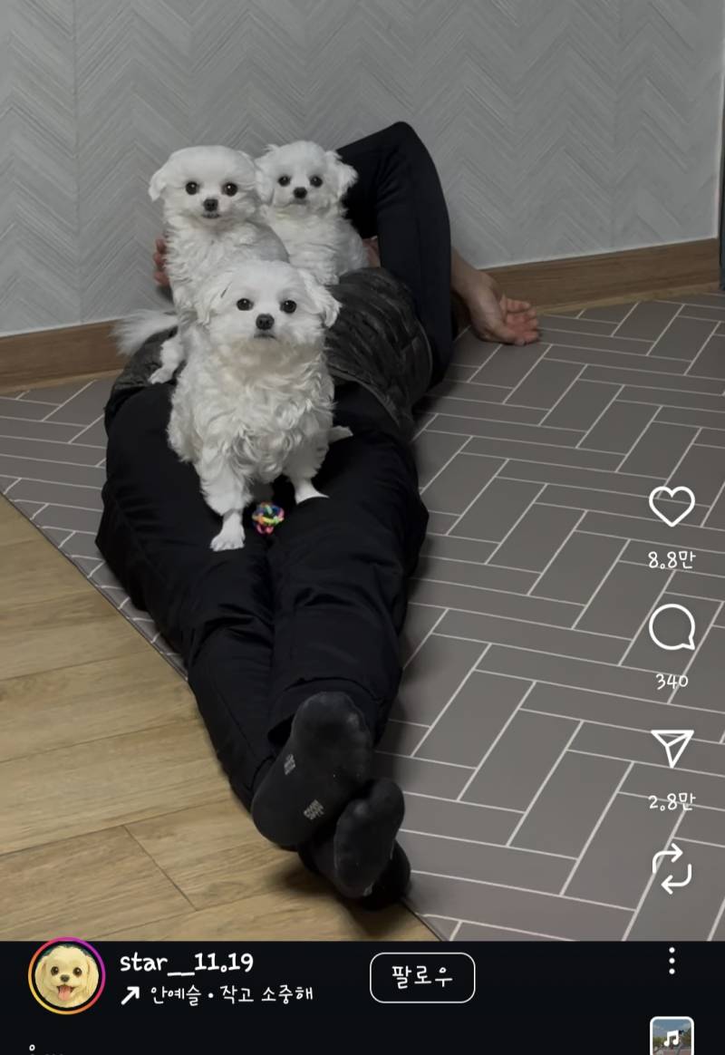 [잡담] 여기 계정 말티쥬 진짜 귀엽다ㅠㅋㅋㅋㅋ | 인스티즈