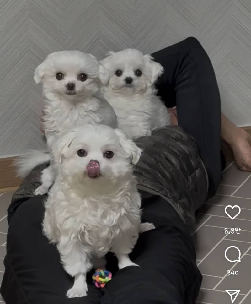 [잡담] 여기 계정 말티쥬 진짜 귀엽다ㅠㅋㅋㅋㅋ | 인스티즈