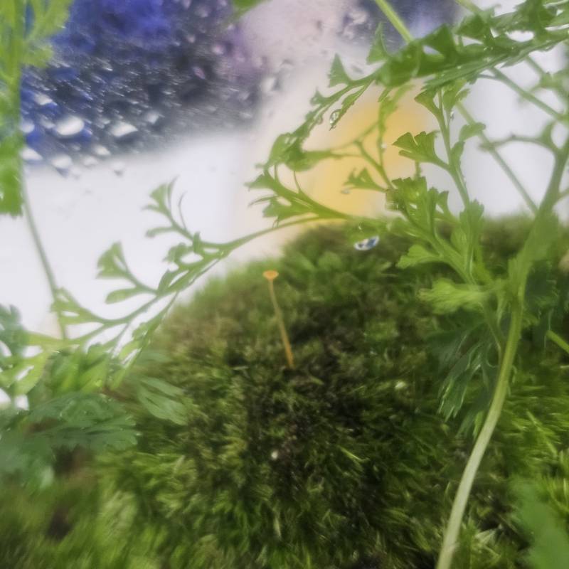 [잡담] 내 테라리움에 버섯 생겼어 | 인스티즈