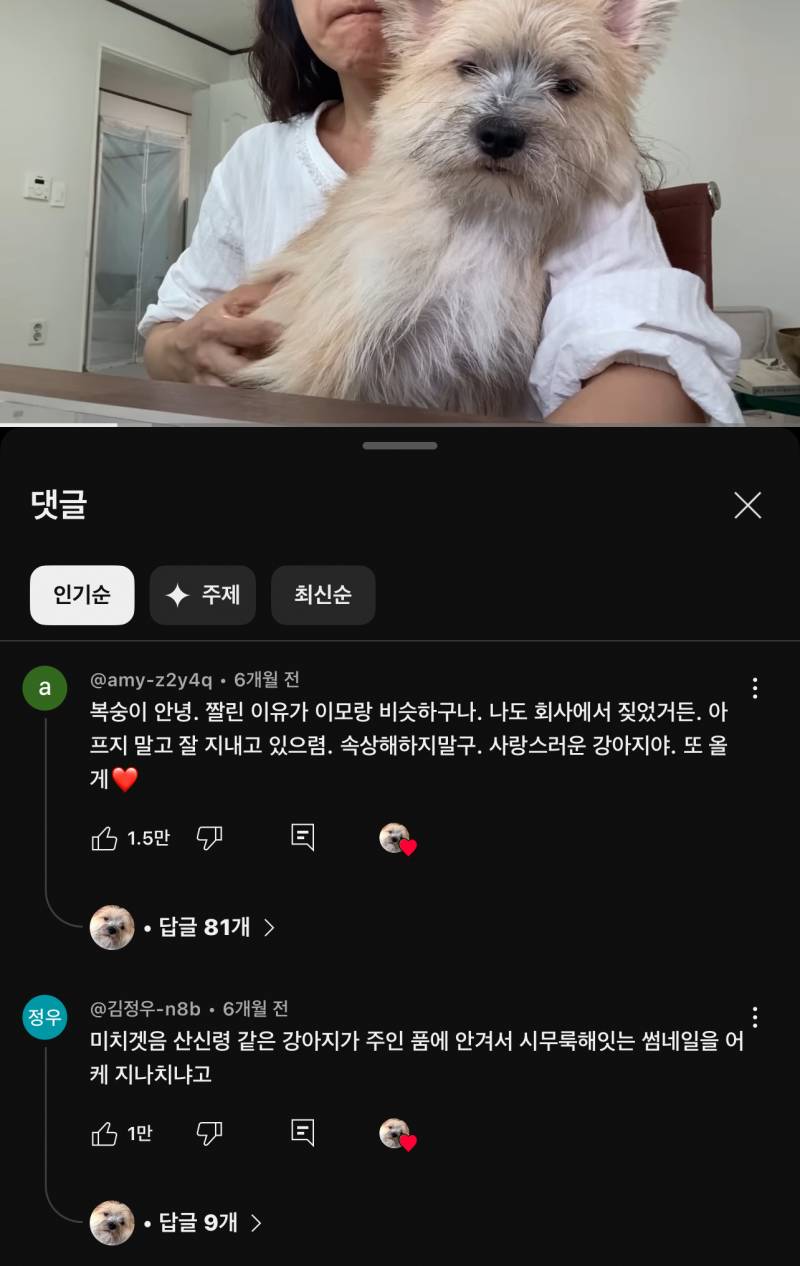 [잡담] 강아지 유튜브 보는데 ㅋㅋㅋㅋ 댓글 재밌네.. | 인스티즈