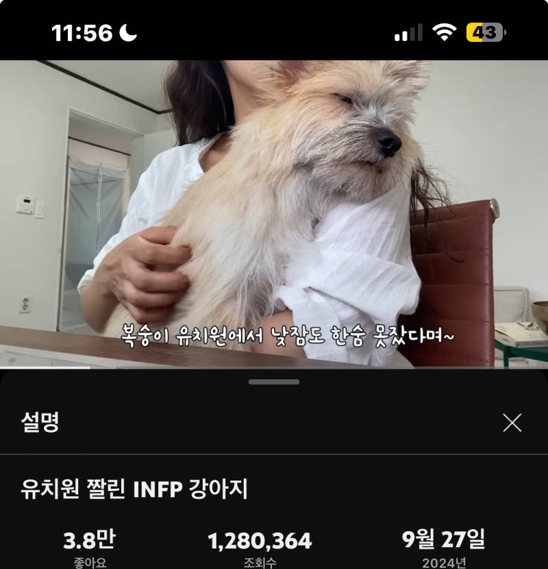 [잡담] 강아지 유튜브 보는데 ㅋㅋㅋㅋ 댓글 재밌네.. | 인스티즈