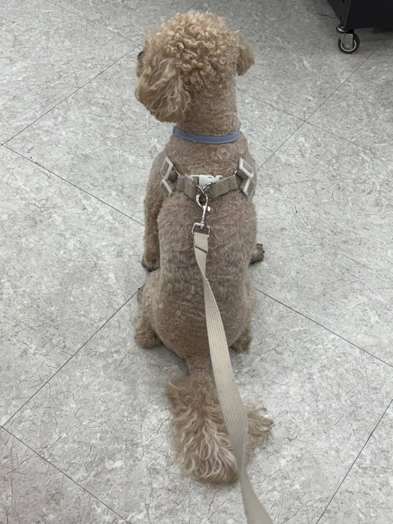 [잡담] 강아지가 점점 두툼해져 | 인스티즈