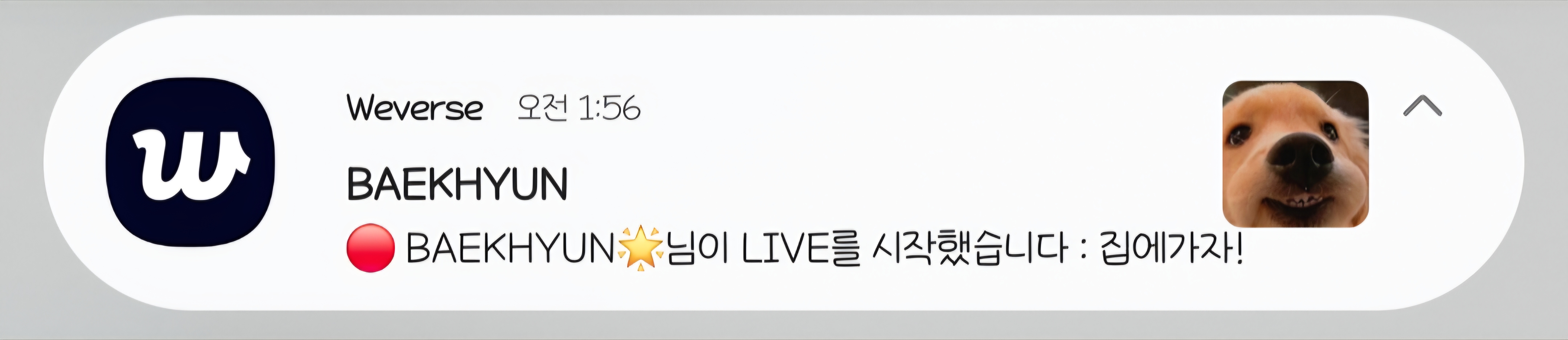 [잡담] 변백현 위버스 라이브 알림왔는데 프사ㅋㅋㅋㅋ | 인스티즈